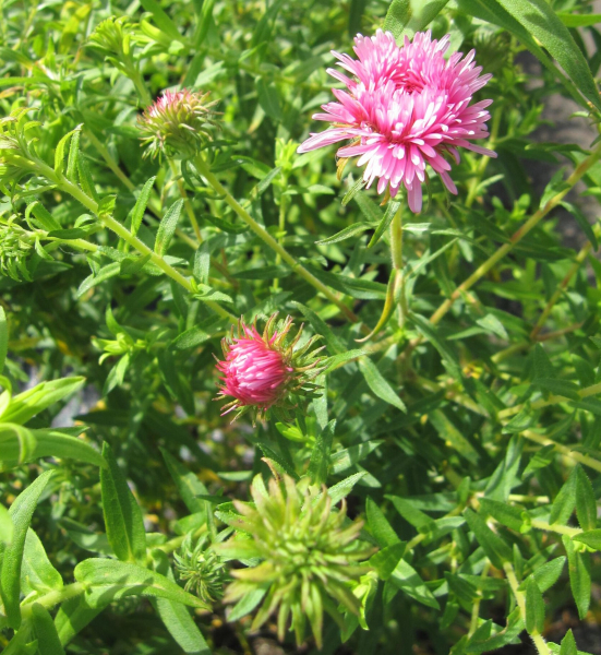 Rauhblatt-Aster Rosa Sieger - Aster novae-angliae - Neuengland-Aster - sehr bienenfreundlich